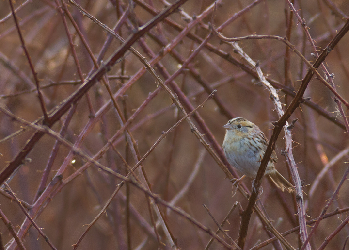 A Le Conte's Sparrow at Irvine Nature Center in Baltimore Co., Maryland (3/17/2012). Found on 3/11 by Keith Costley, this is the first record for Baltimore Co. Thanks to Keith for the great find and to Irvine Nature Center for the hospitality. Photo by Bill Hubick.