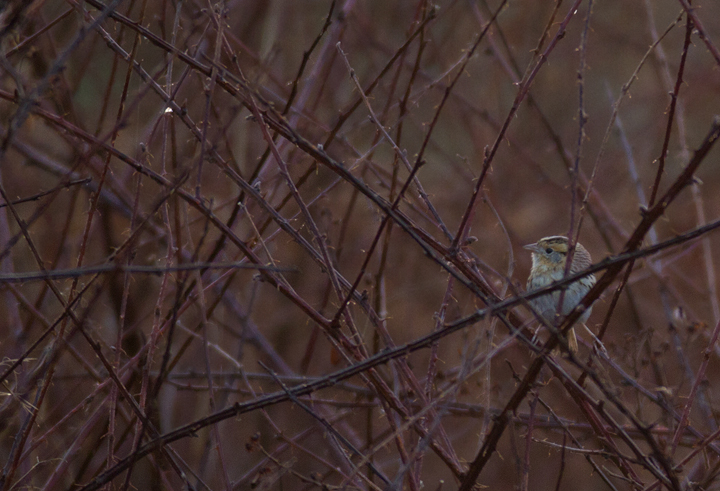 A Le Conte's Sparrow at Irvine Nature Center in Baltimore Co., Maryland (3/17/2012). Found on 3/11 by Keith Costley, this is the first record for Baltimore Co. Thanks to Keith for the great find and to Irvine Nature Center for the hospitality. Photo by Bill Hubick.
