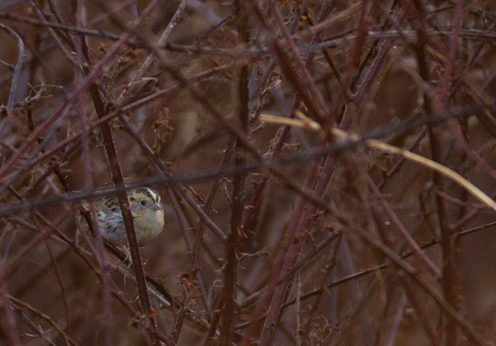A Le Conte's Sparrow at Irvine Nature Center in Baltimore Co., Maryland (3/17/2012). Found on 3/11 by Keith Costley, this is the first record for Baltimore Co. Thanks to Keith for the great find and to Irvine Nature Center for the hospitality. Photo by Bill Hubick.