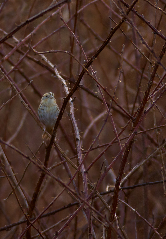 A Le Conte's Sparrow at Irvine Nature Center in Baltimore Co., Maryland (3/17/2012). Found on 3/11 by Keith Costley, this is the first record for Baltimore Co. Thanks to Keith for the great find and to Irvine Nature Center for the hospitality. Photo by Bill Hubick.
