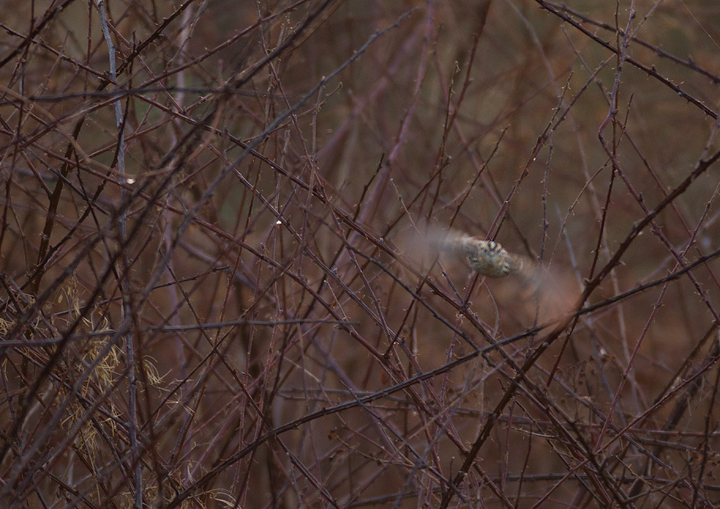 A Le Conte's Sparrow at Irvine Nature Center in Baltimore Co., Maryland (3/17/2012). Found on 3/11 by Keith Costley, this is the first record for Baltimore Co. Thanks to Keith for the great find and to Irvine Nature Center for the hospitality. Photo by Bill Hubick.