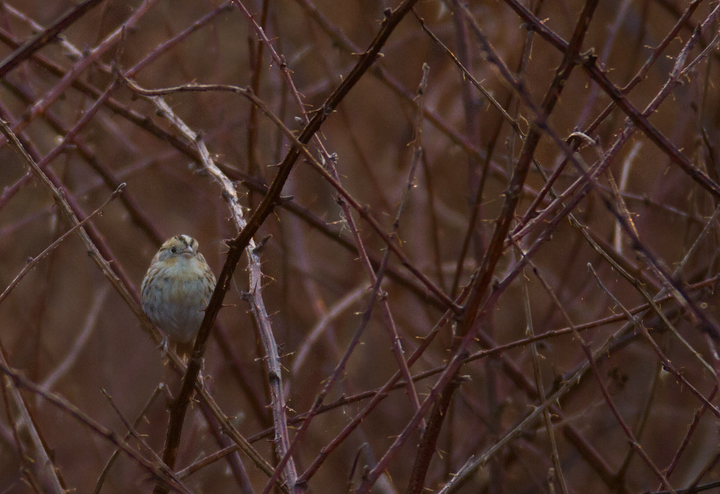 A Le Conte's Sparrow at Irvine Nature Center in Baltimore Co., Maryland (3/17/2012). Found on 3/11 by Keith Costley, this is the first record for Baltimore Co. Thanks to Keith for the great find and to Irvine Nature Center for the hospitality. Photo by Bill Hubick.