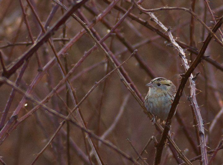 A Le Conte's Sparrow at Irvine Nature Center in Baltimore Co., Maryland (3/17/2012). Found on 3/11 by Keith Costley, this is the first record for Baltimore Co. Thanks to Keith for the great find and to Irvine Nature Center for the hospitality. Photo by Bill Hubick.