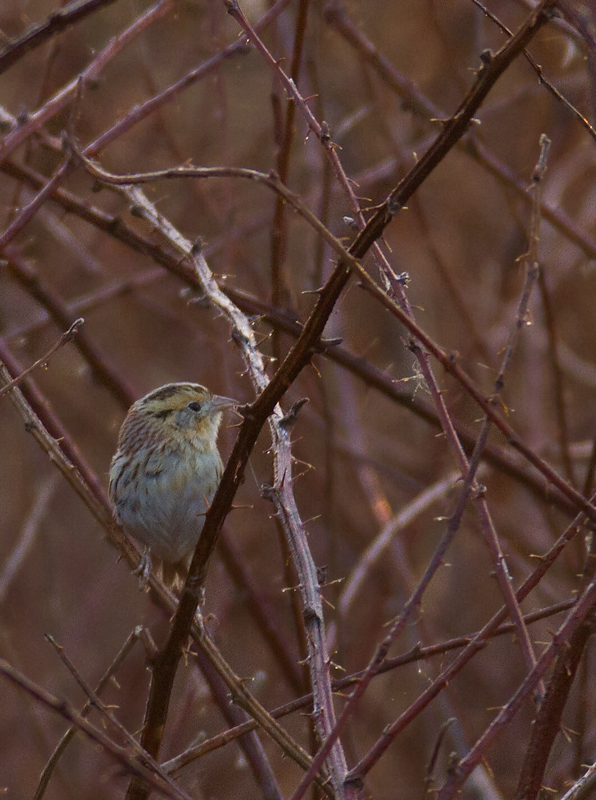 A Le Conte's Sparrow at Irvine Nature Center in Baltimore Co., Maryland (3/17/2012). Found on 3/11 by Keith Costley, this is the first record for Baltimore Co. Thanks to Keith for the great find and to Irvine Nature Center for the hospitality. Photo by Bill Hubick.