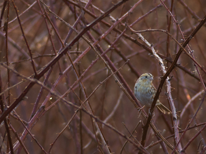 Habitat favored by the Le Conte's Sparrow at Irvine Nature Center. Photo by Bill Hubick.