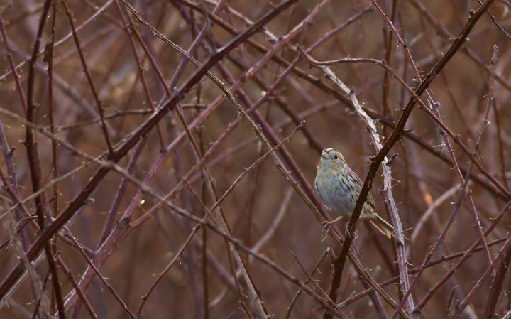 A Le Conte's Sparrow at Irvine Nature Center in Baltimore Co., Maryland (3/17/2012). Found on 3/11 by Keith Costley, this is the first record for Baltimore Co. Thanks to Keith for the great find and to Irvine Nature Center for the hospitality. Photo by Bill Hubick.