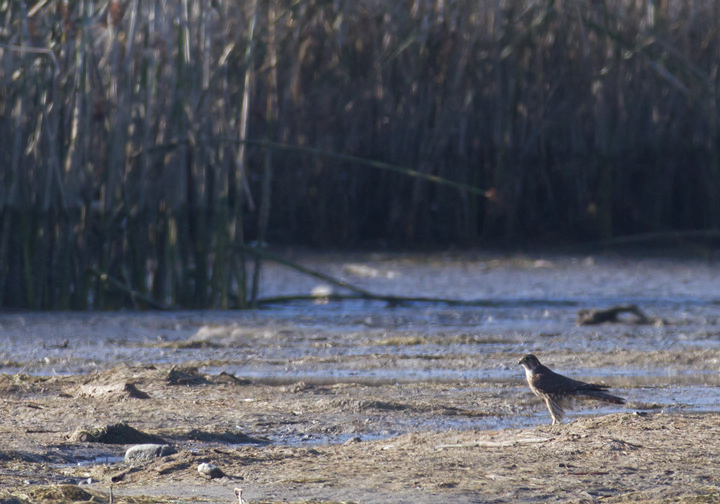 A Merlin on the flats at Malibu Lagoon, California (10/10/2011). Photo by Bill Hubick.