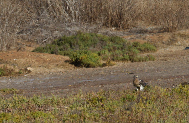 A Northern Harrier near the Tijuana River, California (10/7/2011). Photo by Bill Hubick.