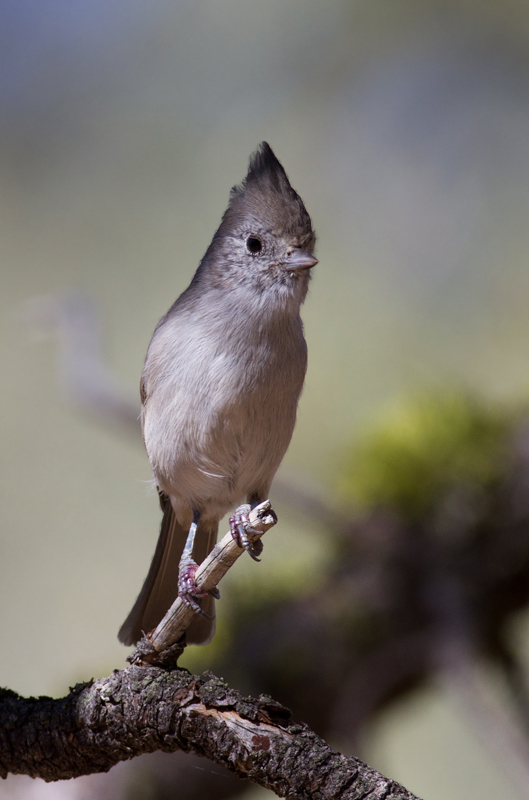 An Oak Titmouse at Apache Saddle, California (9/30/2011). Photo by Bill Hubick.