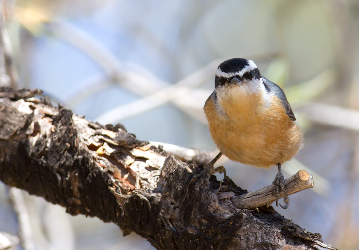 A Red-breasted Nuthatch in Kern Co., California (9/30/2011). Photo by Bill Hubick.