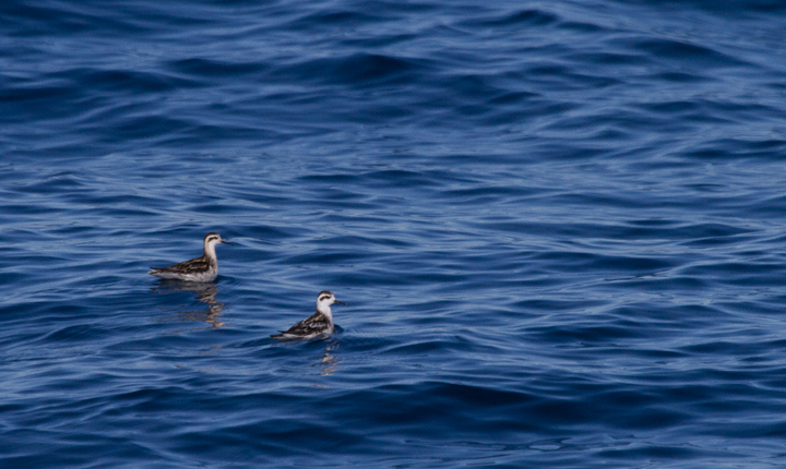 Red-necked Phalaropes off San Diego, California (10/8/2011). Photo by Bill Hubick.