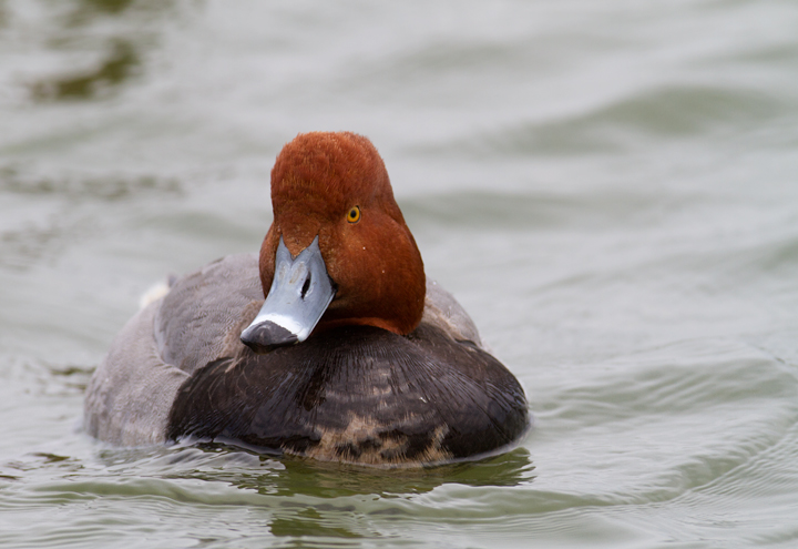Close-ups of a drake Redhead in Dorchester Co., Maryland (3/3/2012). Photo by Bill Hubick.