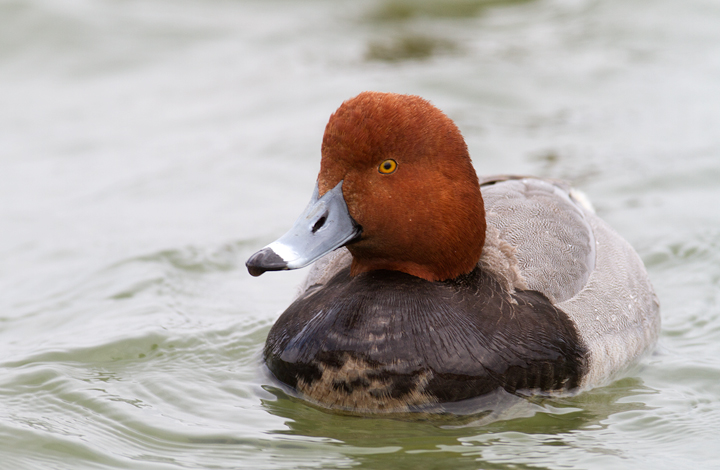 Close-ups of a drake Redhead in Dorchester Co., Maryland (3/3/2012). Photo by Bill Hubick.