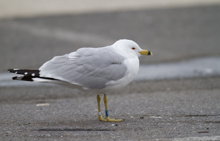 A banded Ring-billed Gull in Cambridge, Maryland (3/4/2012).<br /> He was banded on 5/5/2010 in Contrecoeur, Quebec, about 30 km east of Montreal. Photo by Bill Hubick.
