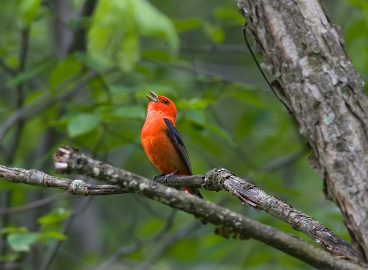 A singing Scarlet Tanager in Garrett Co., Maryland (6/13/2009). Photo by Bill Hubick.
