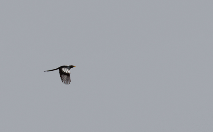 A Yellow-billed Magpie in flight in Santa Barbara Co., California (9/30/2011). Photo by Bill Hubick.