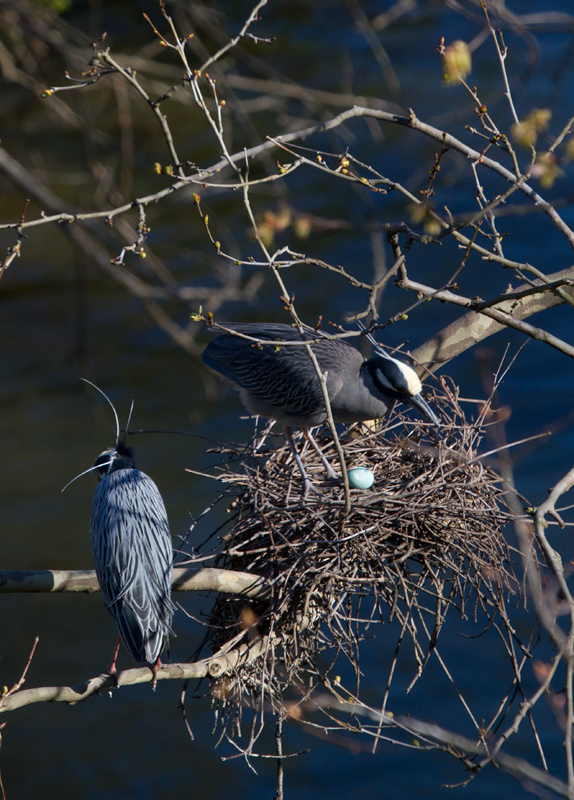 Yellow-crowned Night-Herons nesting in Baltimore, Maryland (3/29/2012). Photo by Bill Hubick.