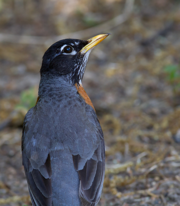 A nesting American Robin - Anne Arundel Co., Maryland (4/27/2012). Photo by Bill Hubick.