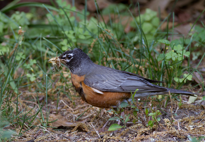 A nesting American Robin - Anne Arundel Co., Maryland (4/27/2012). Photo by Bill Hubick.