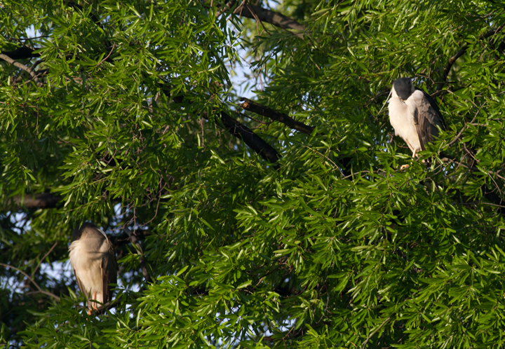 Roosting Black-crowned Night-Herons across the street from our house - Anne Arundel Co., Maryland (4/27/2012). Photo by Bill Hubick.
