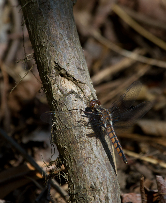 Newly emerged Blue Corporals at Swan Creek in northern Anne Arundel Co., Maryland (4/8/2012). Photo by Bill Hubick.