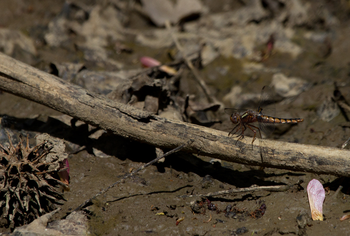 Newly emerged Blue Corporals at Swan Creek in northern Anne Arundel Co., Maryland (4/8/2012). Photo by Bill Hubick.
