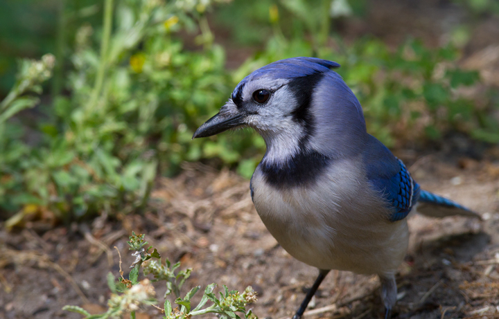 A Blue Jay poses for portraits in our Pasadena, Maryland yard (4/27/2012). Photo by Bill Hubick.