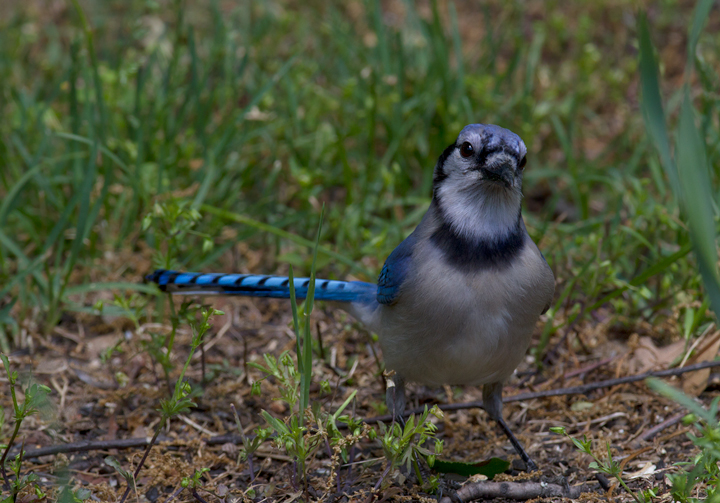 A Blue Jay poses for portraits in our Pasadena, Maryland yard (4/27/2012). Photo by Bill Hubick.