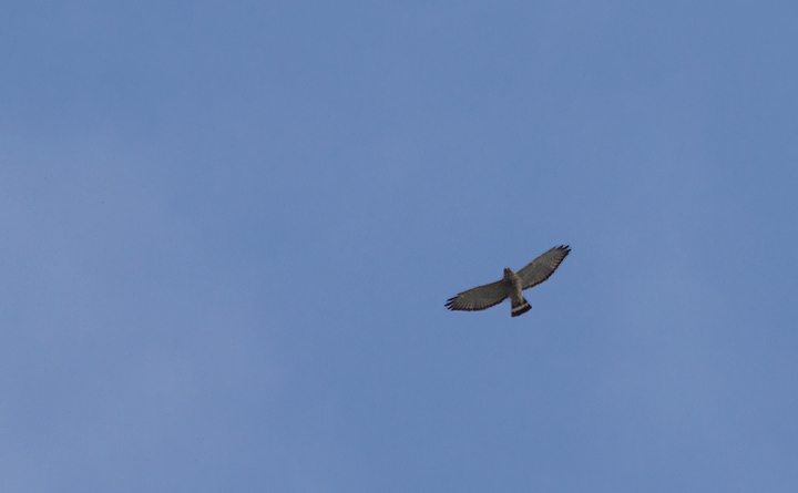 A Broad-winged Hawk passes low over the Fort Smallwood hawk watch (4/15/2012). Photo by Bill Hubick.