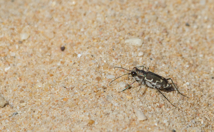 Bronzed Tiger Beetles along the Bay at Swan Creek, Maryland (4/8/2012). Photo by Bill Hubick.