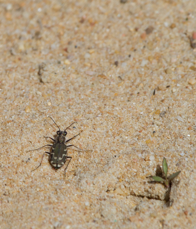 Bronzed Tiger Beetles along the Bay at Swan Creek, Maryland (4/8/2012). Photo by Bill Hubick.