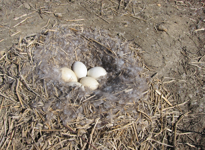 A Canada Goose nest with five eggs at Swan Creek, Maryland (4/8/2012). Photo by Bill Hubick.