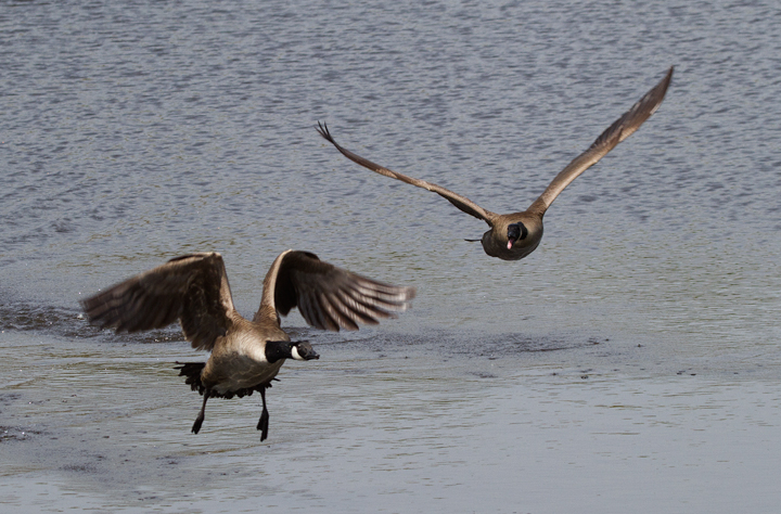 Prime real estate is contested by local Canada Geese (Fort Smallwood, 4/14/2012). Photo by Bill Hubick.