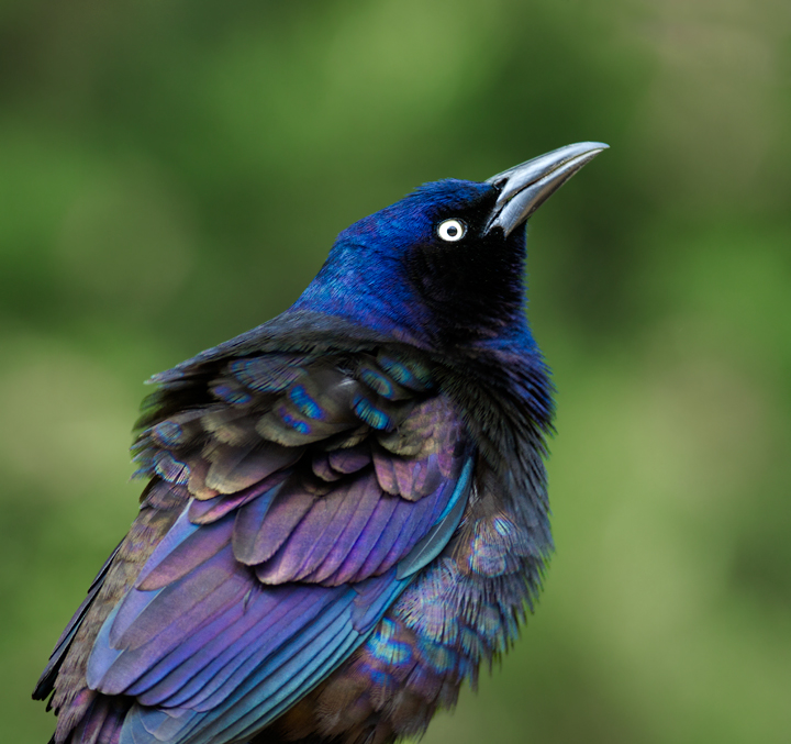 Purple Grackles in our yard in Pasadena, Maryland (4/27/2012). Photo by Bill Hubick.