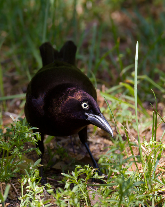 Purple Grackles in our yard in Pasadena, Maryland (4/27/2012). Photo by Bill Hubick.