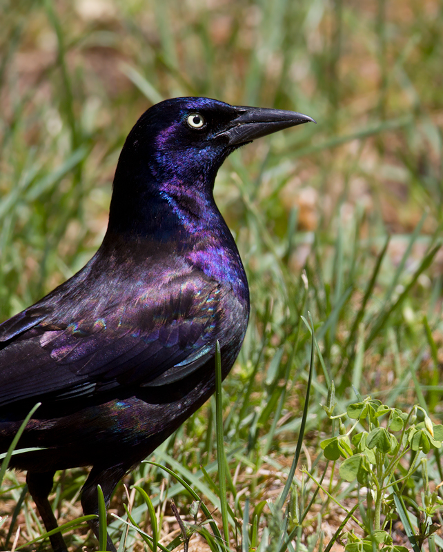 Another Purple Grackle in our yard - Pasadena, Maryland (4/29/2012).<br />(No added color saturation!) Photo by Bill Hubick.