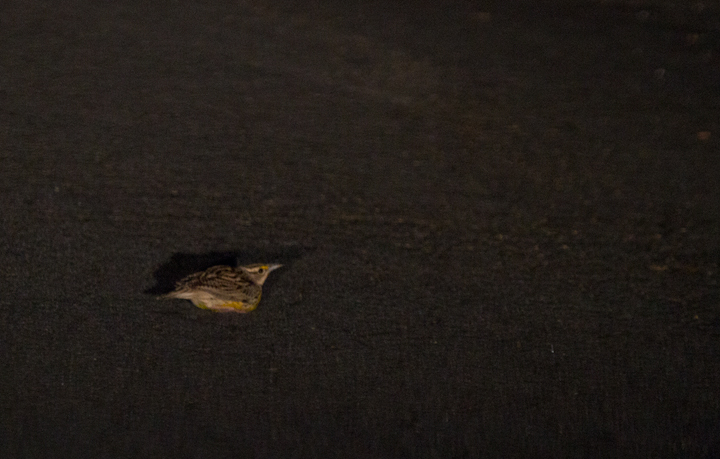 Documentation photo of a night migrant Eastern Meadowlark at my home in Pasadena, Maryland (4/3/2012).<br /> <A href='http://ebird.org/ebird/view/checklist?subID=S10347421' target='_blank' class='text'>Details in the eBird report</a> Photo by Bill Hubick.