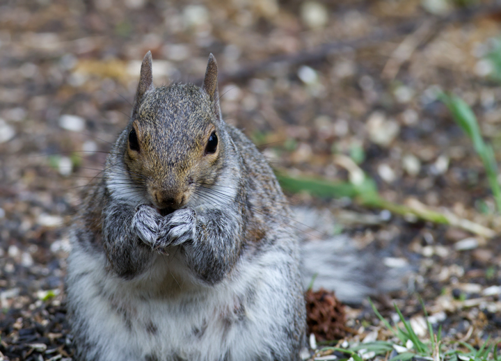 An Eastern Gray Squirrel fattens up beneath our feeds in Pasadena, Maryland (5/2/2012). Photo by Bill Hubick.