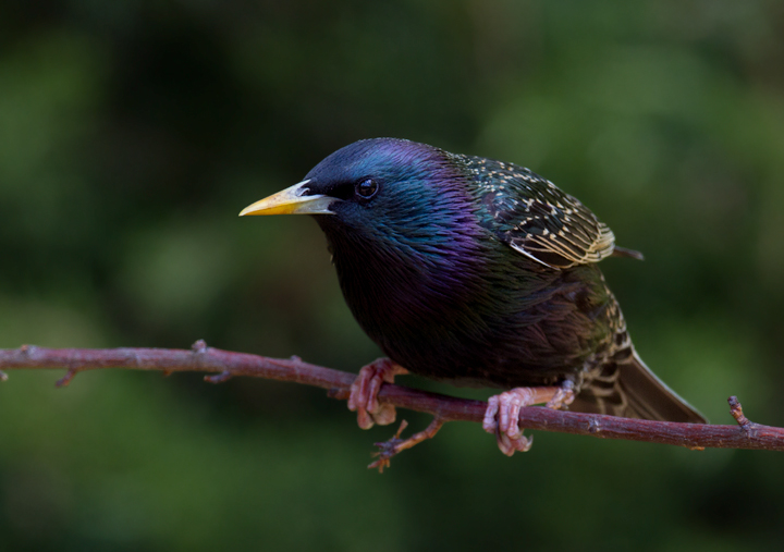 European Starlings have gorgeous iridescence in the proper light - Anne Arundel Co., Maryland (4/27/2012). Photo by Bill Hubick.