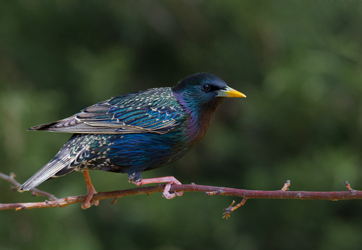 European Starlings have gorgeous iridescence in the proper light - Anne Arundel Co., Maryland (4/27/2012). Photo by Bill Hubick.