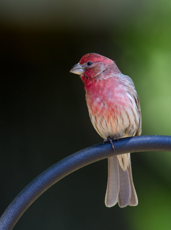 A male House Finch and a recently fledged youngster at our feeders in Pasadena, Maryland (4/29/2012). Photo by Bill Hubick.