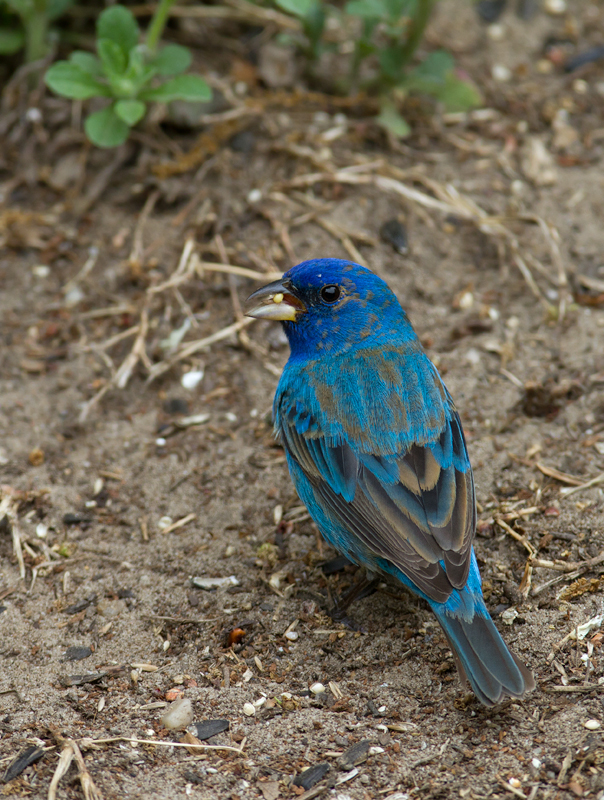 A migrant Indigo Bunting stops to refuel in our yard in Pasadena, Maryland (5/2/2012). Plumage and molt details make this a second-year (SY) male, which means he was born last summer. Since then he traveled roughly 2,000 miles (each way) to winter in Central America or the Caribbean. Awesome. Photo by Bill Hubick.