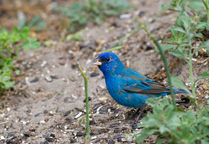 A migrant Indigo Bunting stops to refuel in our yard in Pasadena, Maryland (5/2/2012). Plumage and molt details make this a second-year (SY) male, which means he was born last summer. Since then he traveled roughly 2,000 miles (each way) to winter in Central America or the Caribbean. Awesome. Photo by Bill Hubick.