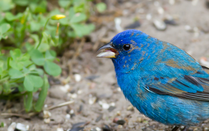 A migrant Indigo Bunting stops to refuel in our yard in Pasadena, Maryland (5/2/2012). Plumage and molt details make this a second-year (SY) male, which means he was born last summer. Since then he traveled roughly 2,000 miles (each way) to winter in Central America or the Caribbean. Awesome. Photo by Bill Hubick.