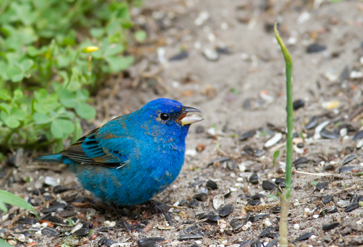 A migrant Indigo Bunting stops to refuel in our yard in Pasadena, Maryland (5/2/2012). Plumage and molt details make this a second-year (SY) male, which means he was born last summer. Since then he traveled roughly 2,000 miles (each way) to winter in Central America or the Caribbean. Awesome. Photo by Bill Hubick.