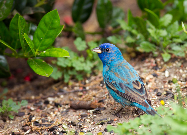 A migrant Indigo Bunting stops to refuel in our yard in Pasadena, Maryland (5/2/2012). Plumage and molt details make this a second-year (SY) male, which means he was born last summer. Since then he traveled roughly 2,000 miles (each way) to winter in Central America or the Caribbean. Awesome. Photo by Bill Hubick.