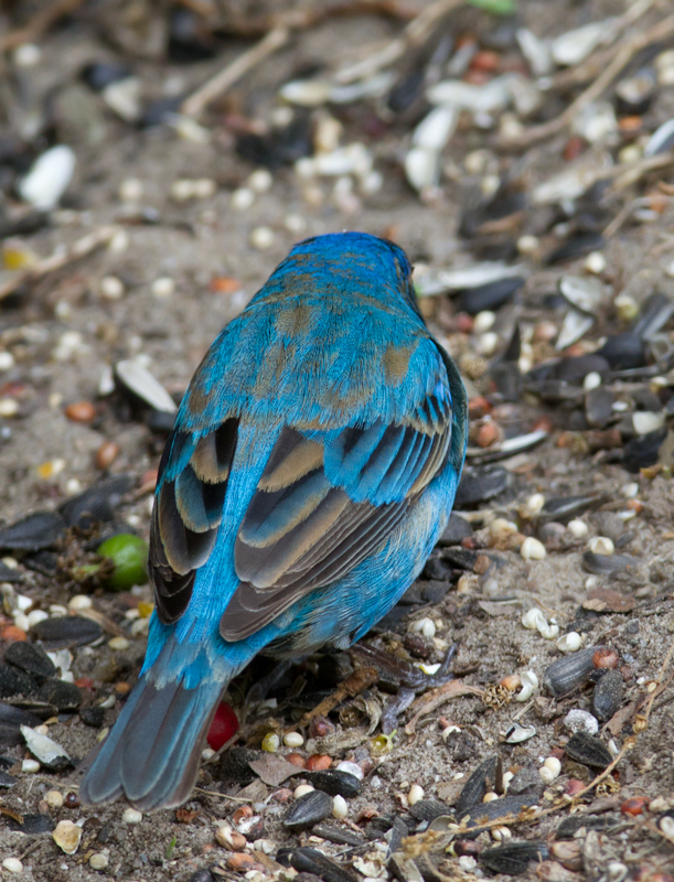 A migrant Indigo Bunting stops to refuel in our yard in Pasadena, Maryland (5/2/2012). Plumage and molt details make this a second-year (SY) male, which means he was born last summer. Since then he traveled roughly 2,000 miles (each way) to winter in Central America or the Caribbean. Awesome. Photo by Bill Hubick.