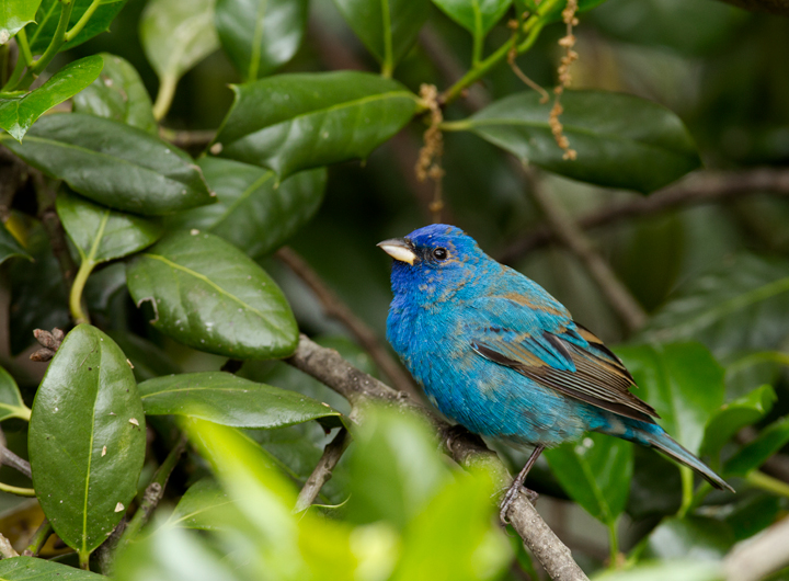 A migrant Indigo Bunting stops to refuel in our yard in Pasadena, Maryland (5/2/2012). Plumage and molt details make this a second-year (SY) male, which means he was born last summer. Since then he traveled roughly 2,000 miles (each way) to winter in Central America or the Caribbean. Awesome. Photo by Bill Hubick.