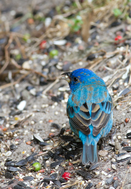 A migrant Indigo Bunting stops to refuel in our yard in Pasadena, Maryland (5/2/2012). Plumage and molt details make this a second-year (SY) male, which means he was born last summer. Since then he traveled roughly 2,000 miles (each way) to winter in Central America or the Caribbean. Awesome. Photo by Bill Hubick.