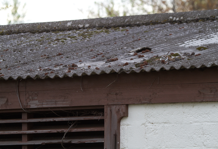 A Killdeer chose this building top for a nesting site at Fort Smallwood Park, Maryland (4/12/2012). Photo by Bill Hubick.